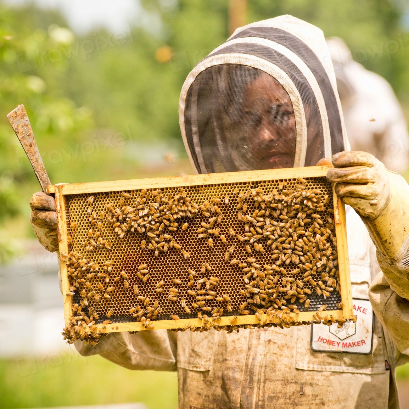 Threats Facing Bee Populations (image credits: rawpixel)