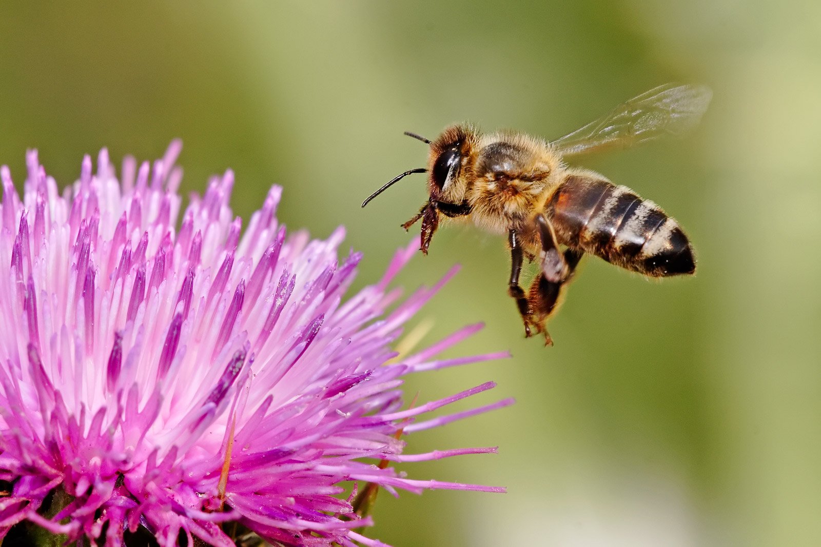 The Fascinating World of Solitary Bees (image credits: wikimedia)