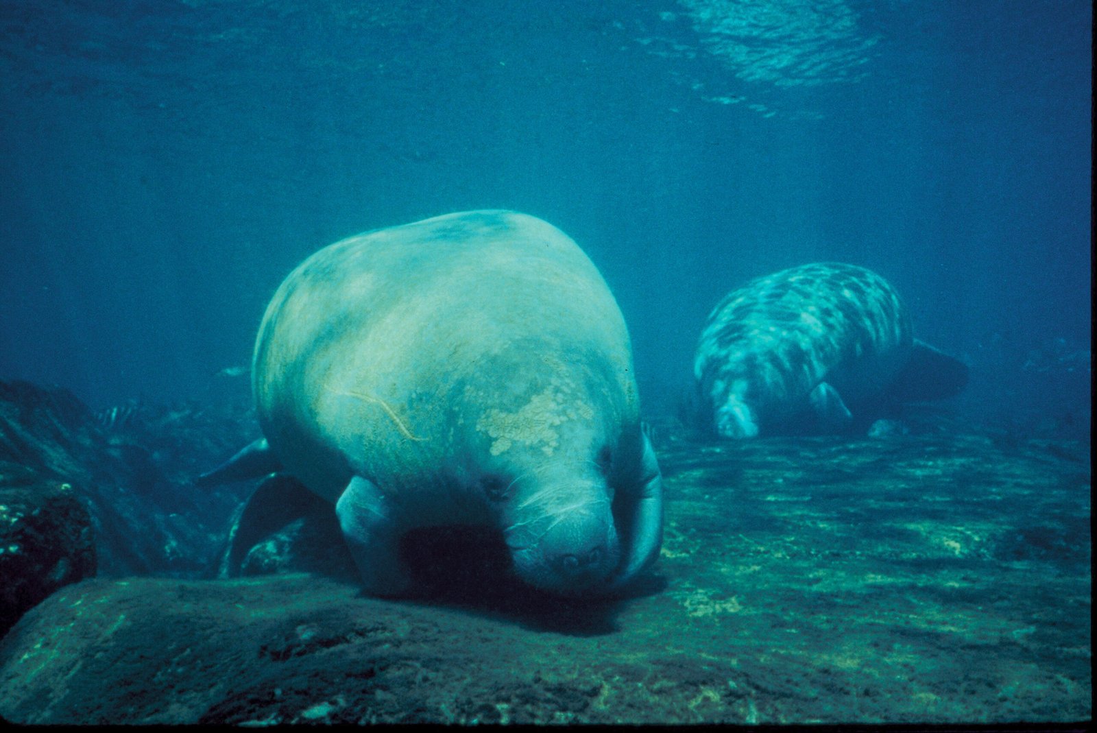 The Warmth They Seek: Manatees and Florida’s Springs (image credits: wikimedia)