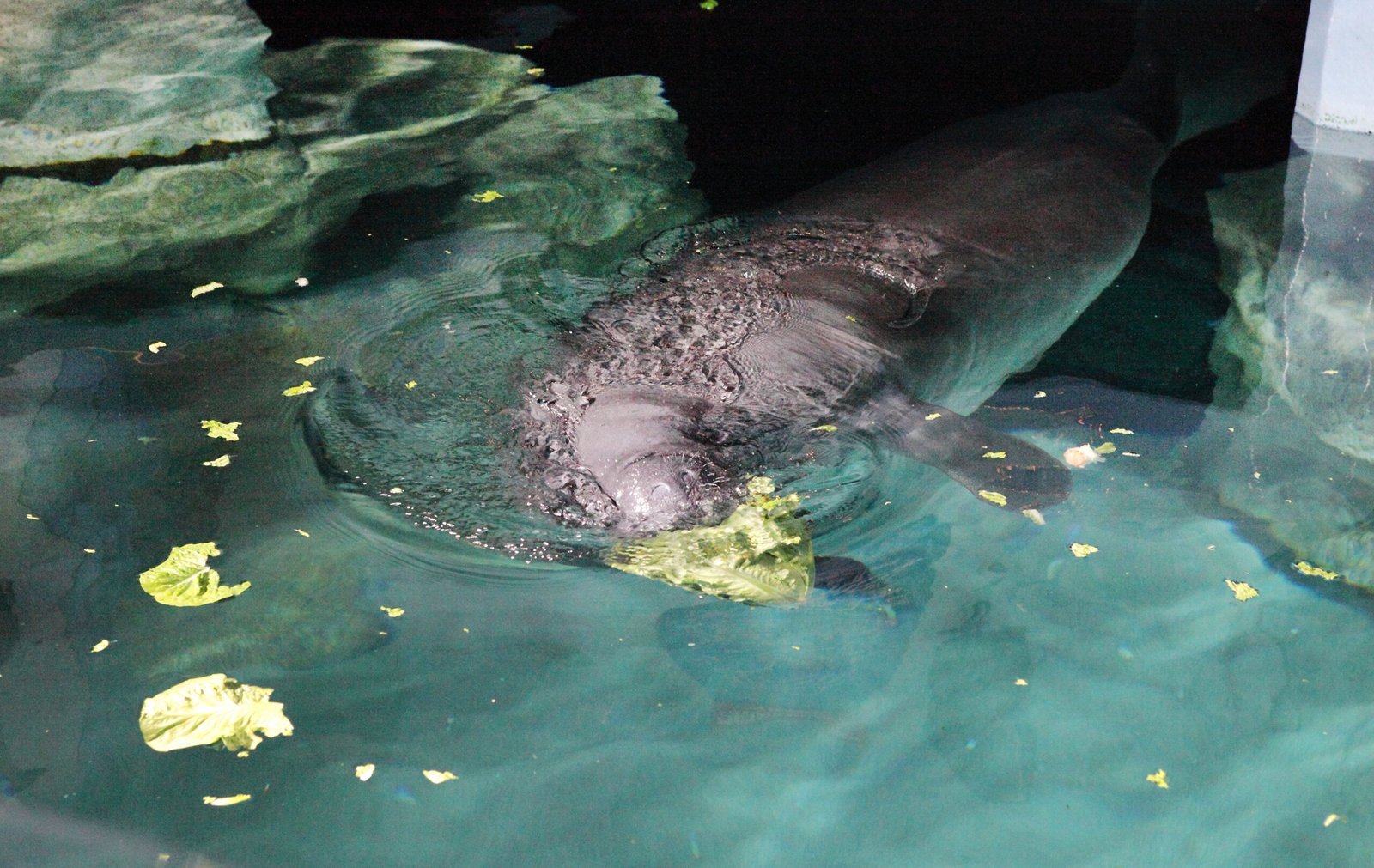 Rescue and Rehabilitation: A Second Chance (image credits: wikimedia)