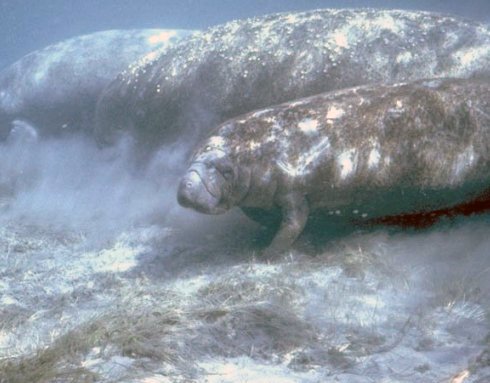 Manatees as Environmental Sentinels (image credits: wikimedia)