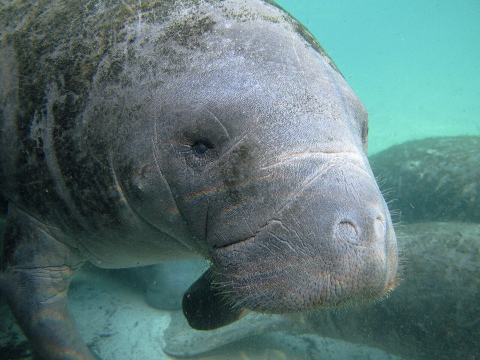 Why Manatees Matter More Than Ever (image credits: wikimedia)