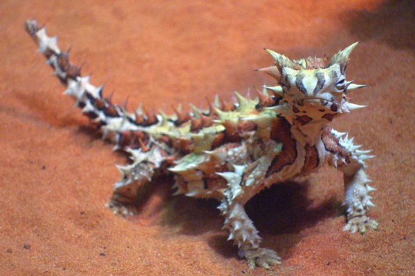 The Role of the Thorny Devil in Indigenous Culture (image credits: wikimedia)