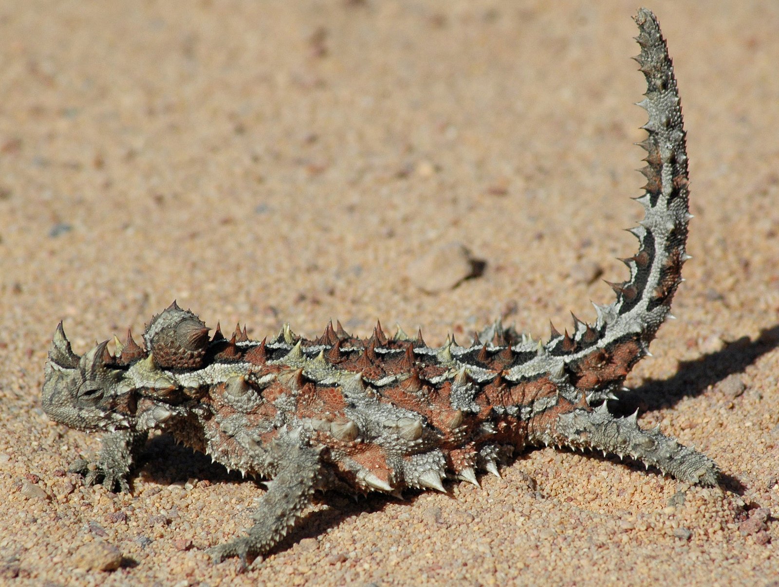 Scientific Discovery: The Fascination Continues (image credits: wikimedia)