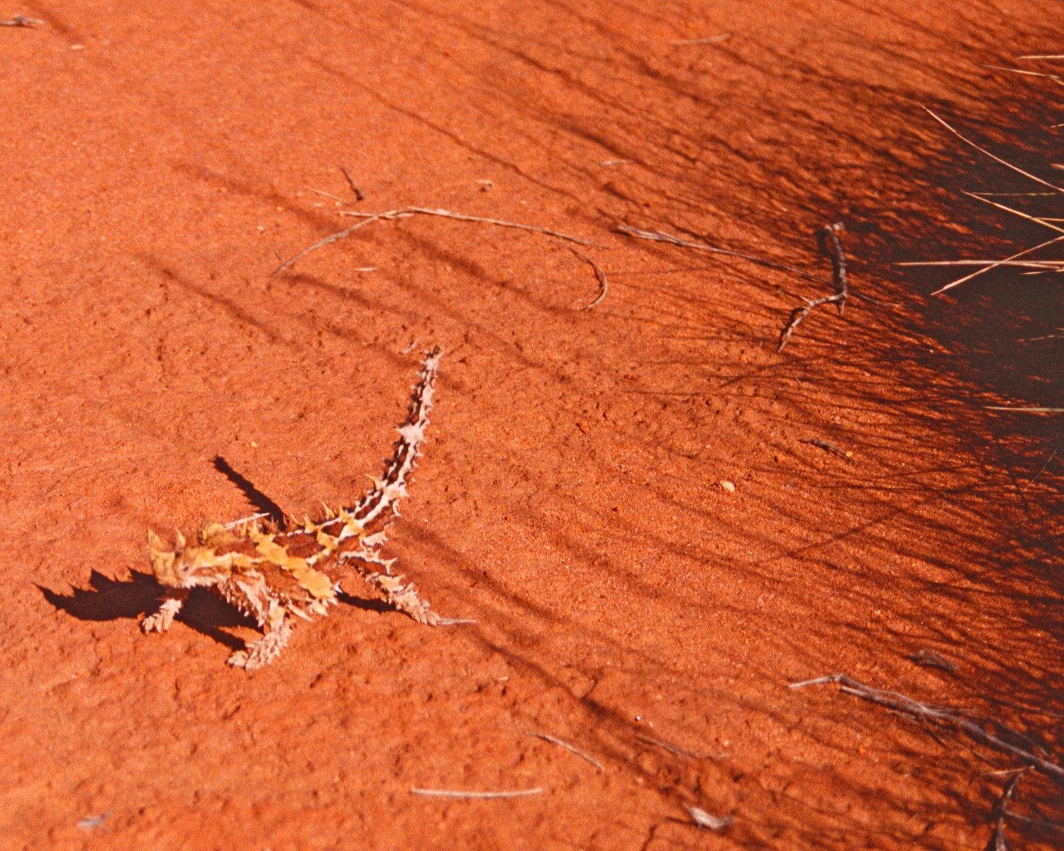 Thorny Devils in Captivity: A Rare Sight (image credits: wikimedia)