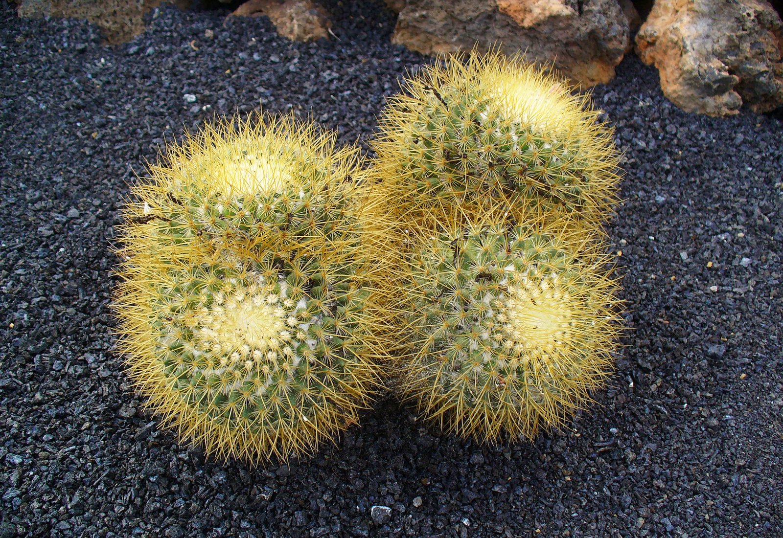 A Cactus Unlike Any Other (image credits: wikimedia)