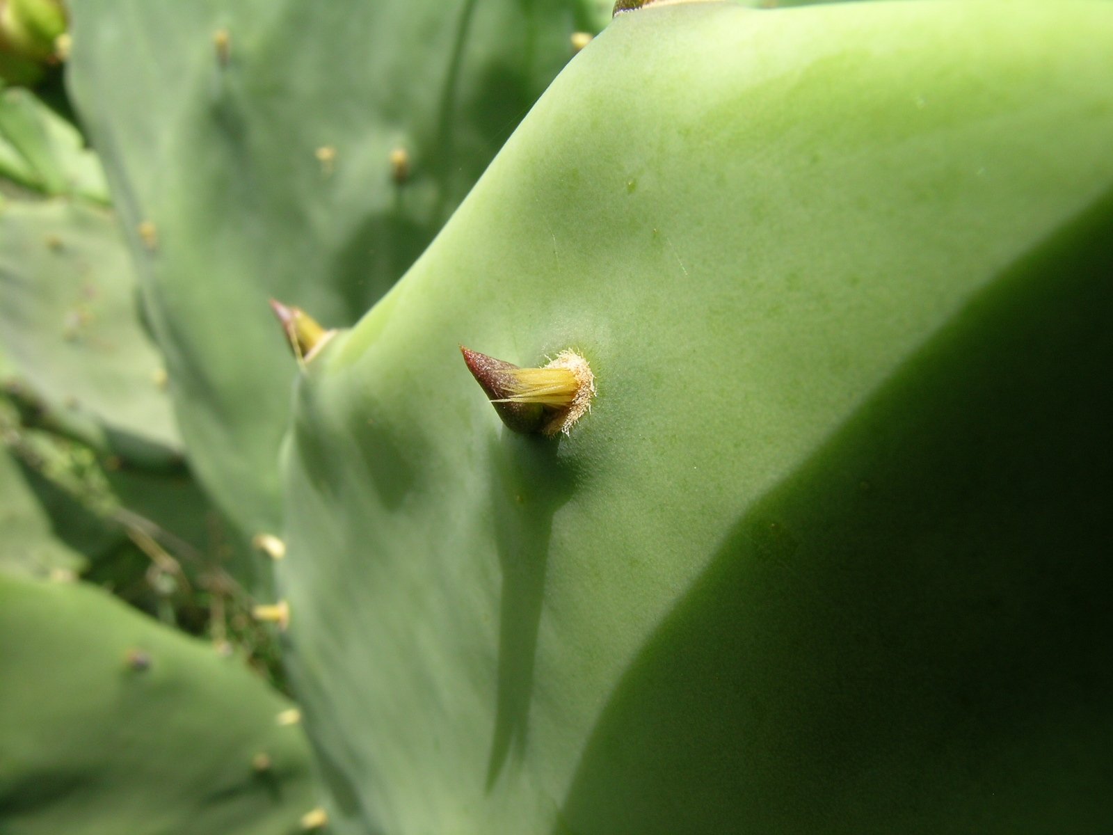 Why Shoot Seeds? The Survival Advantage (image credits: wikimedia)