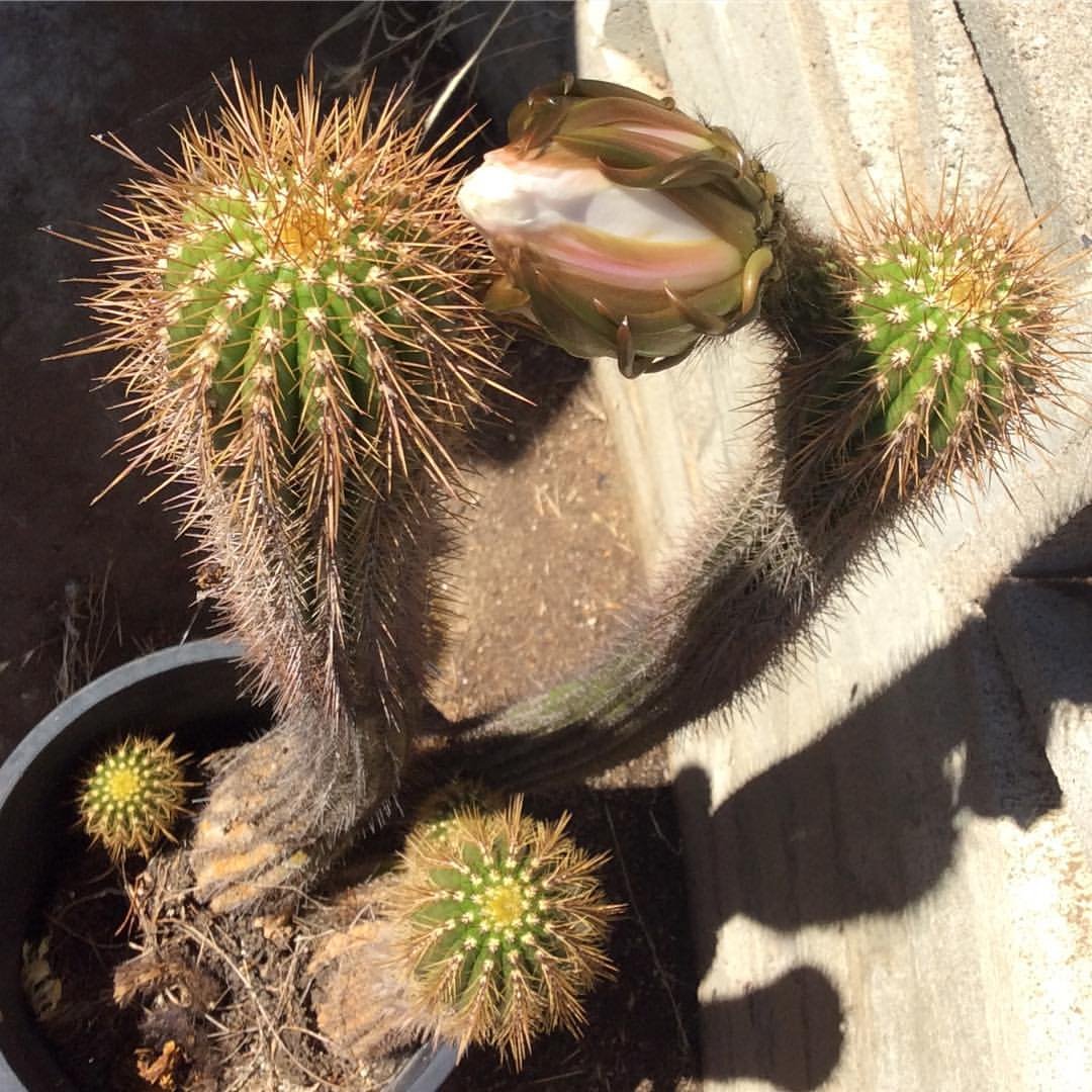 Challenges in Studying Seed-Shooting Cacti (image credits: wikimedia)