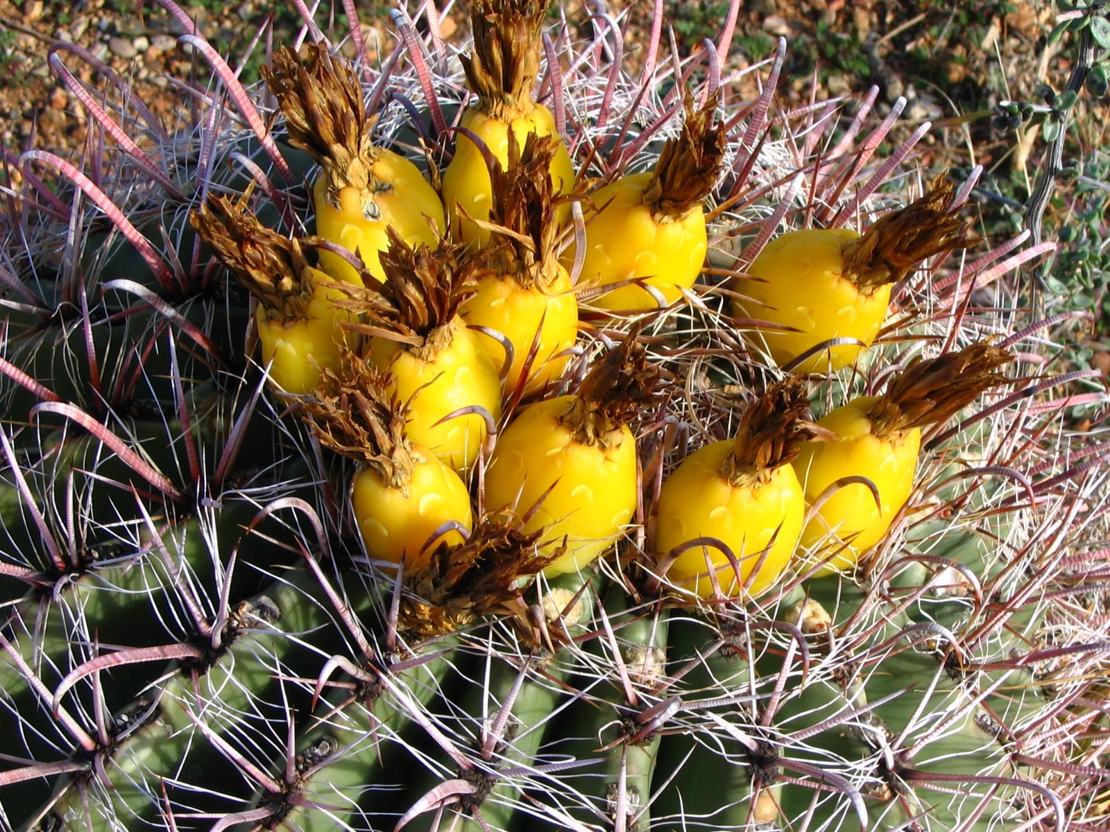 Growing Seed-Shooting Cacti at Home (image credits: wikimedia)