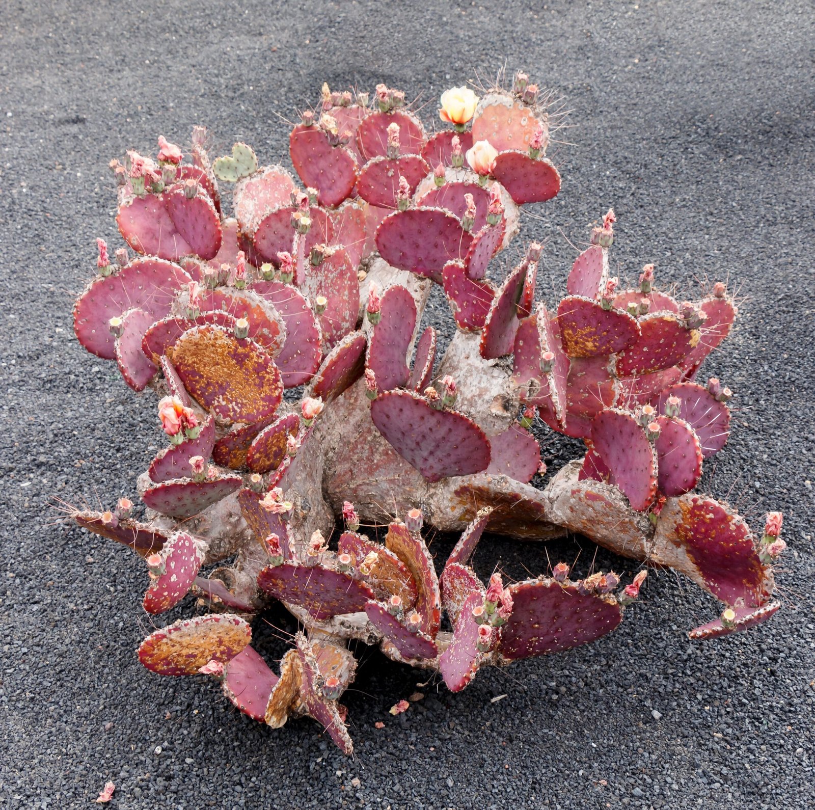 Seeds on the Move: A Lifelong Journey (image credits: wikimedia)