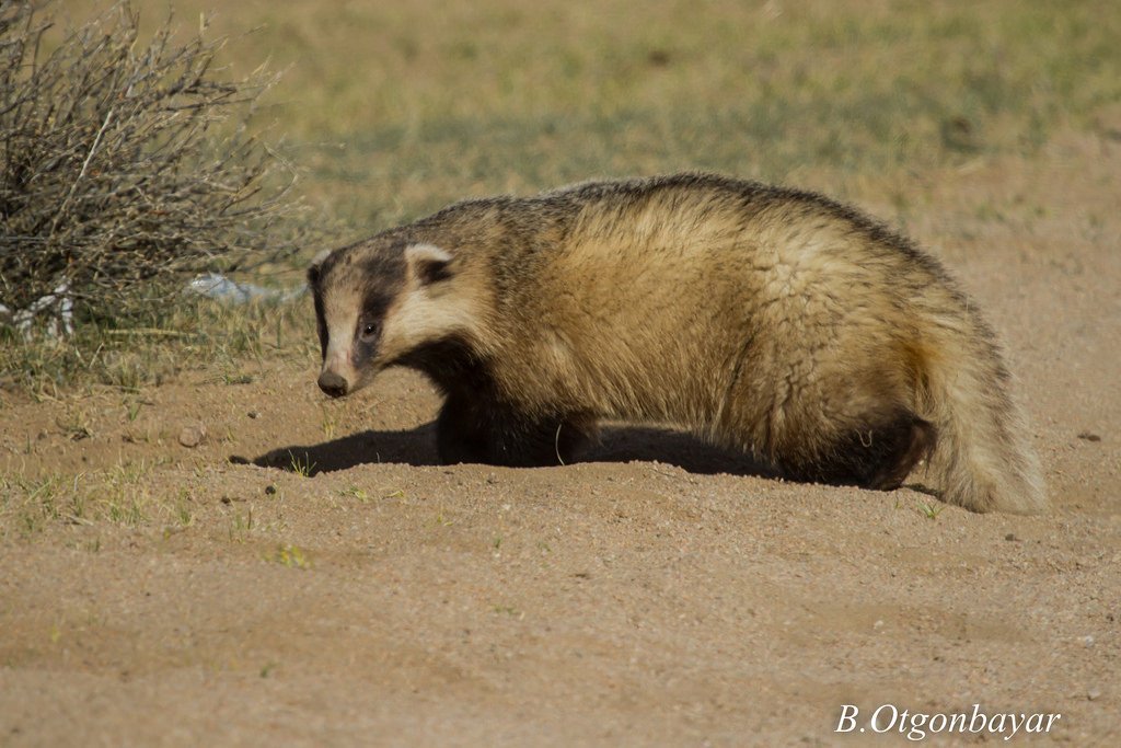 Secret Highways: Pathways and Badger Roads (image credits: wikimedia)