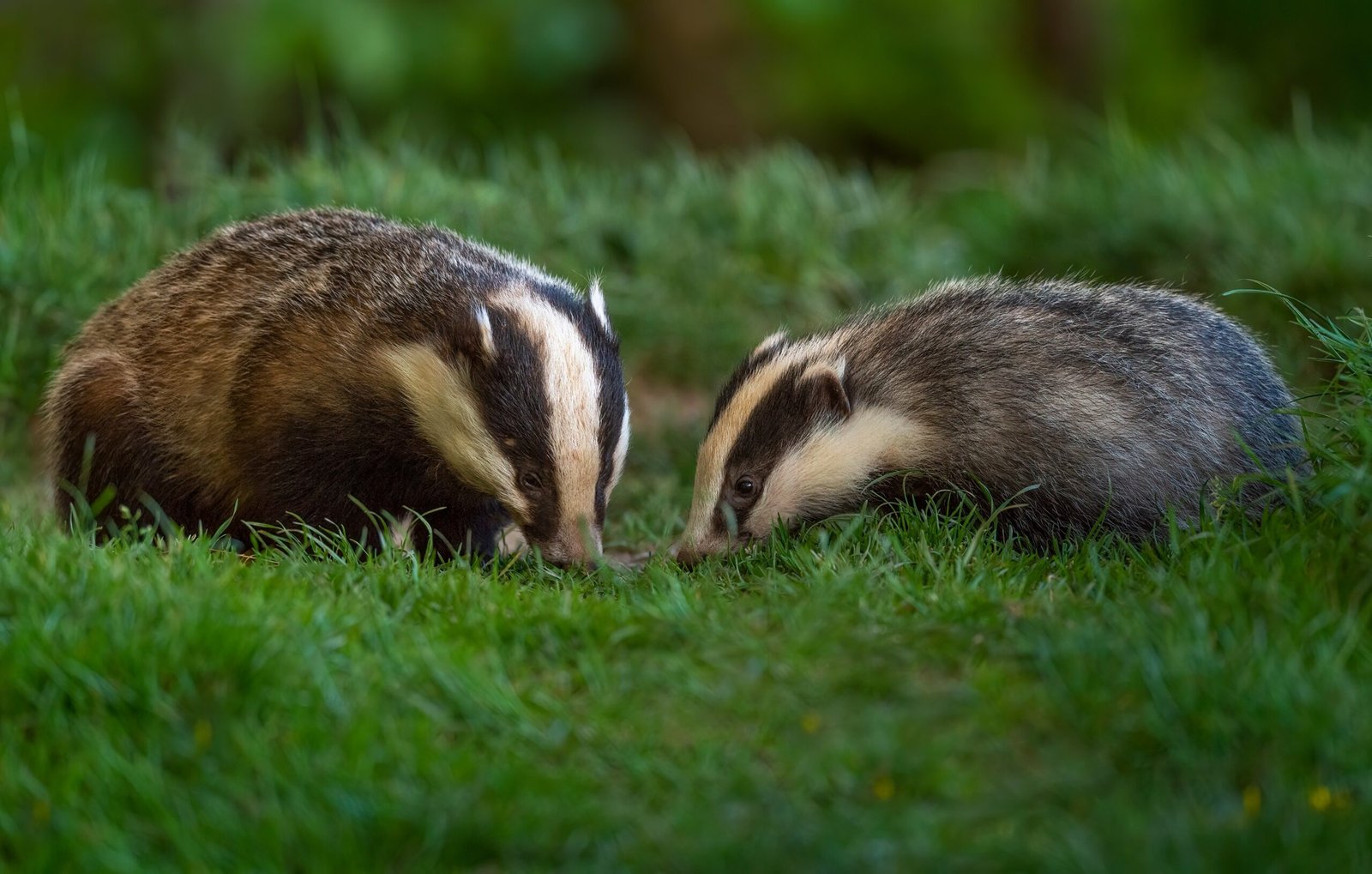 Nighttime Foragers: The Badger’s Menu (image credits: wikimedia)