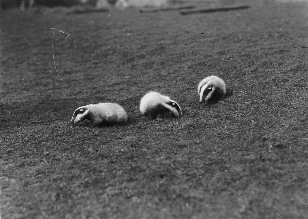 Parenting and Childhood in the Sett (image credits: wikimedia)