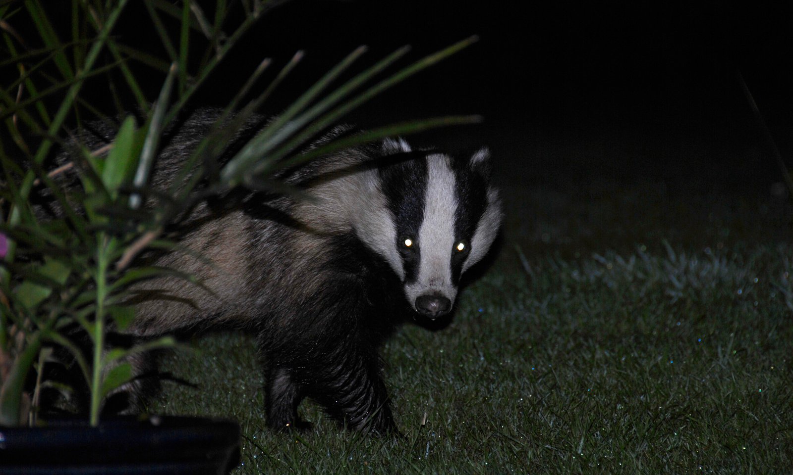 Predators, Perils, and Survival Tactics (image credits: wikimedia)