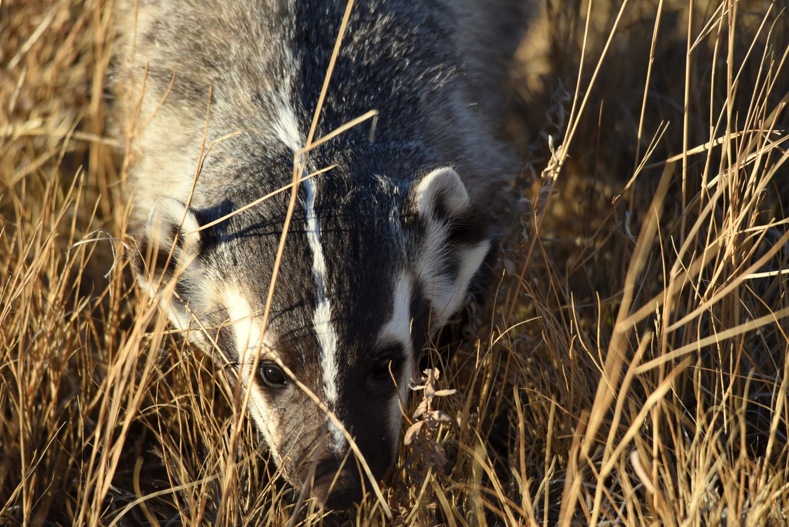Seasonal Shifts: How Badgers Adapt to the Year (image credits: wikimedia)
