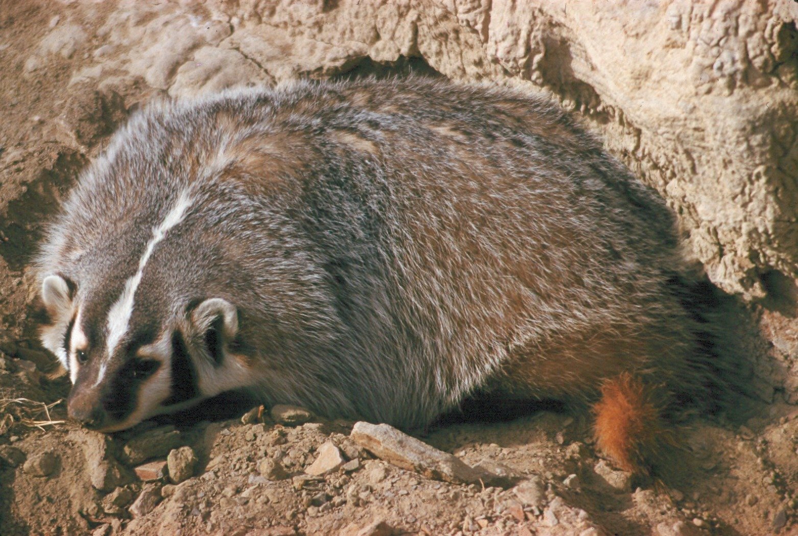 Conservation and the Future of Badgers (image credits: wikimedia)