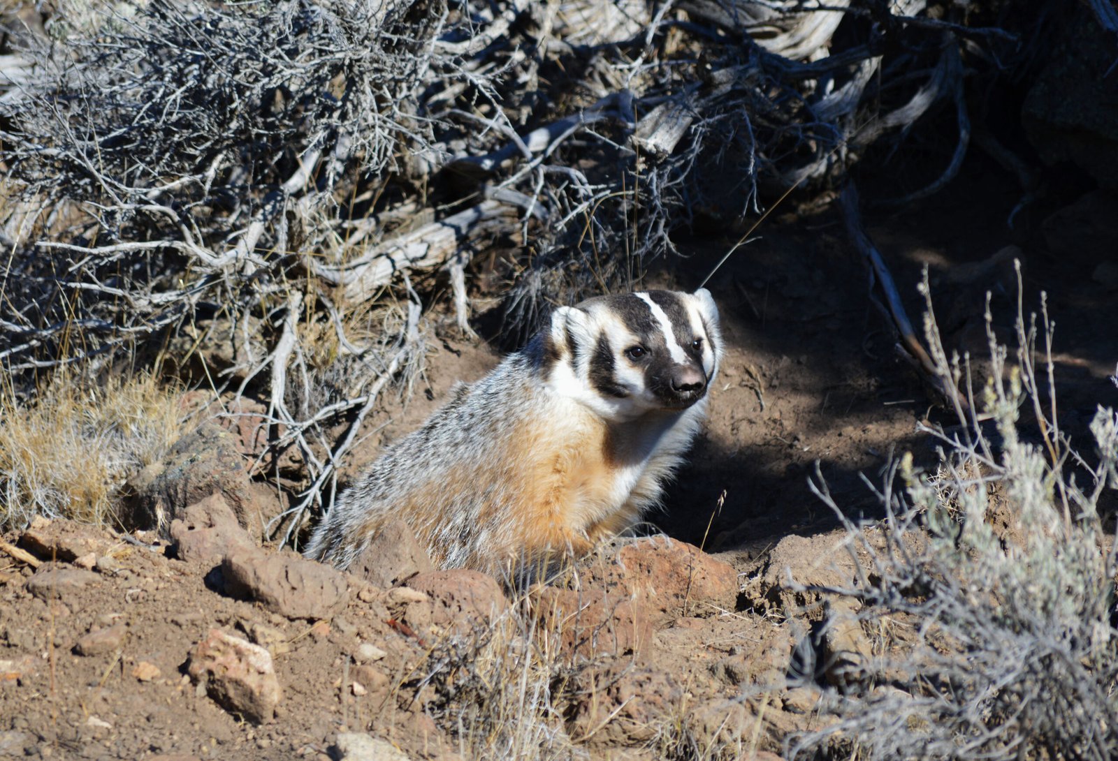 A Final Reflection on the Secret Lives of Badgers (image credits: wikimedia)