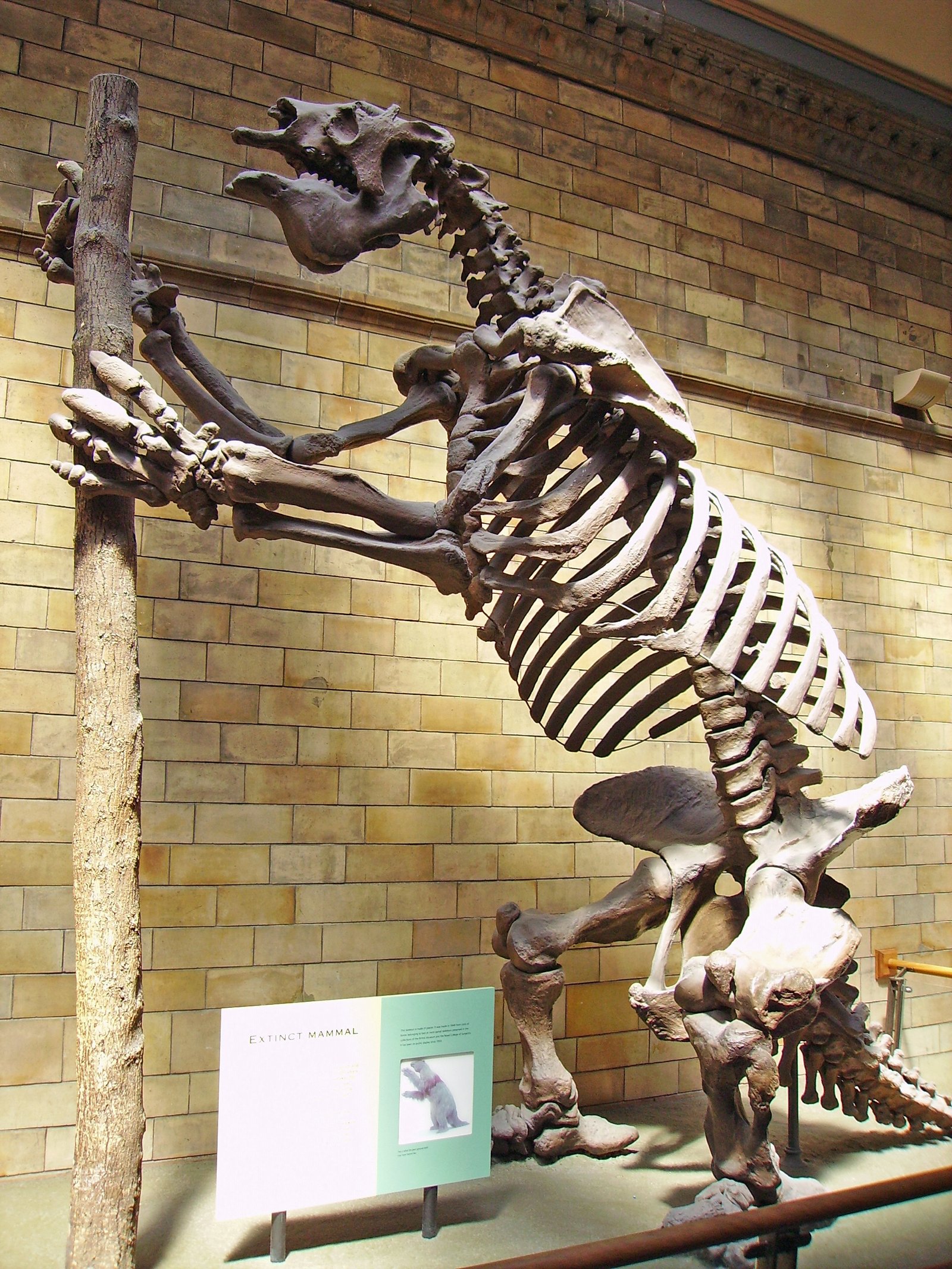 The Giant Sloth Connection (image credits: wikimedia)