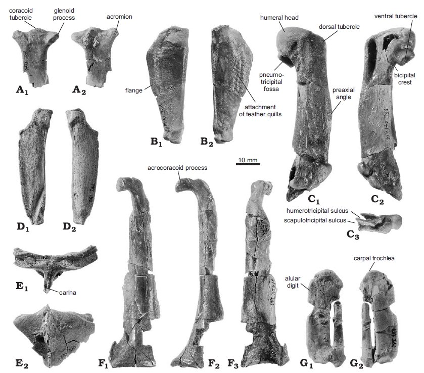 The Discovery That Changed Everything (image credits: wikimedia)