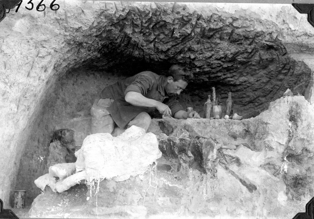 Fossil Hunting in New Zealand (image credits: wikimedia)