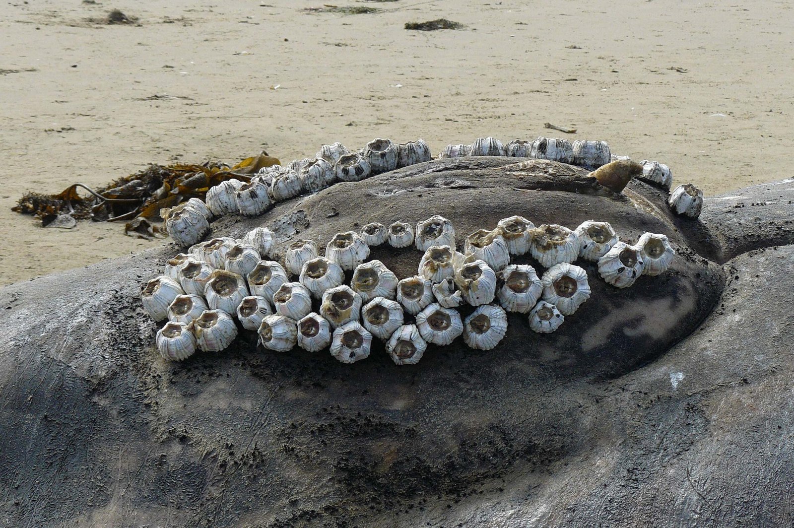 The Marvel of Whale-Barnacle Attachment (image credits: wikimedia)