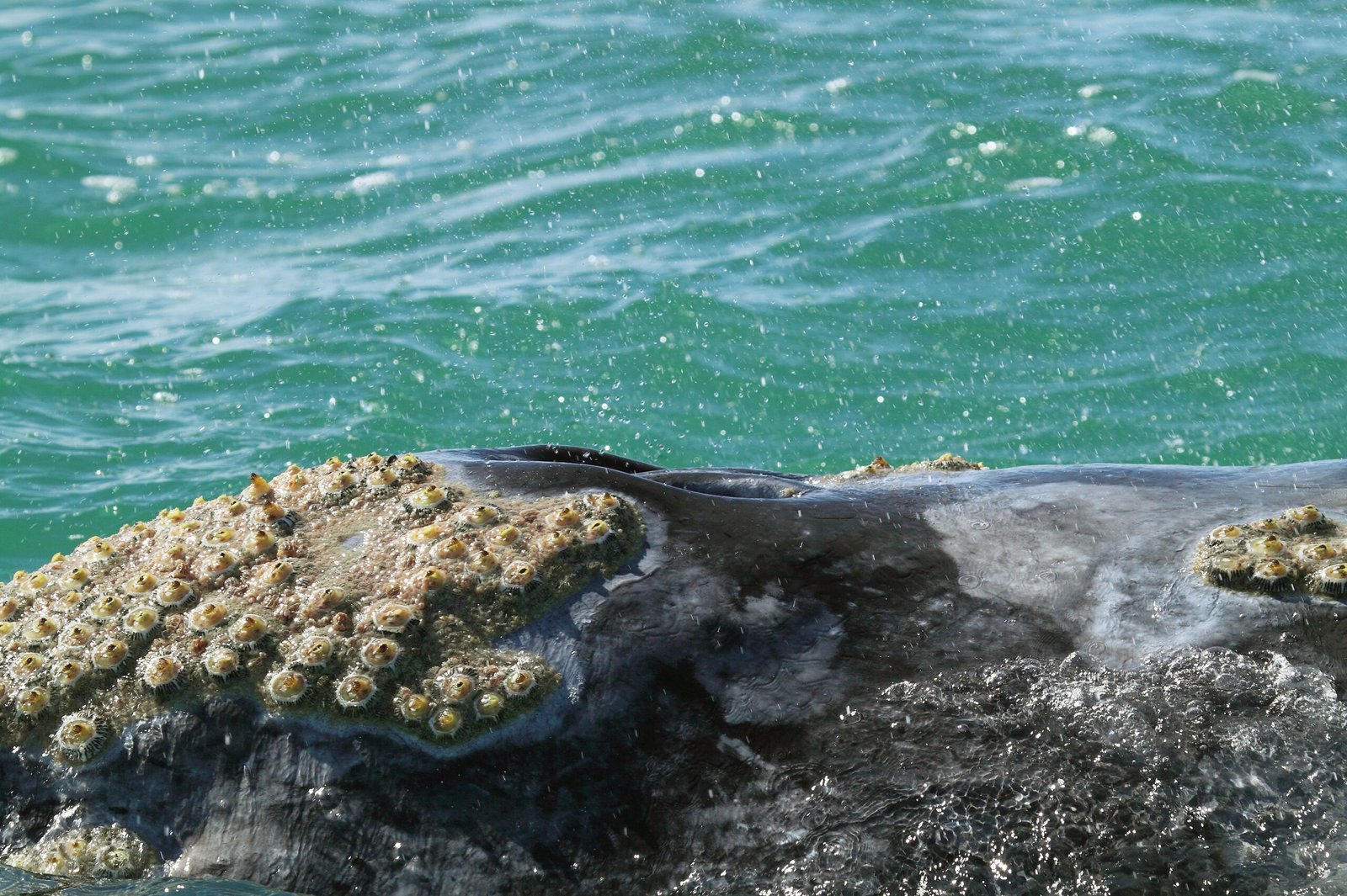A Moving Feast: Life on a Whale (image credits: wikimedia)