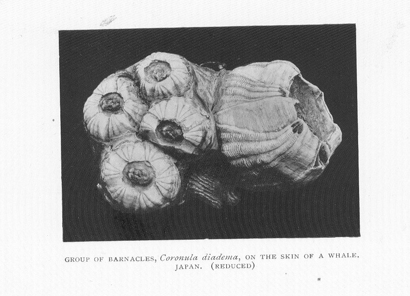 How Barnacles Shape Whale Health (image credits: wikimedia)