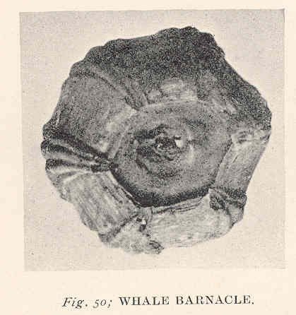 Barnacles as Oceanic Storytellers (image credits: wikimedia)