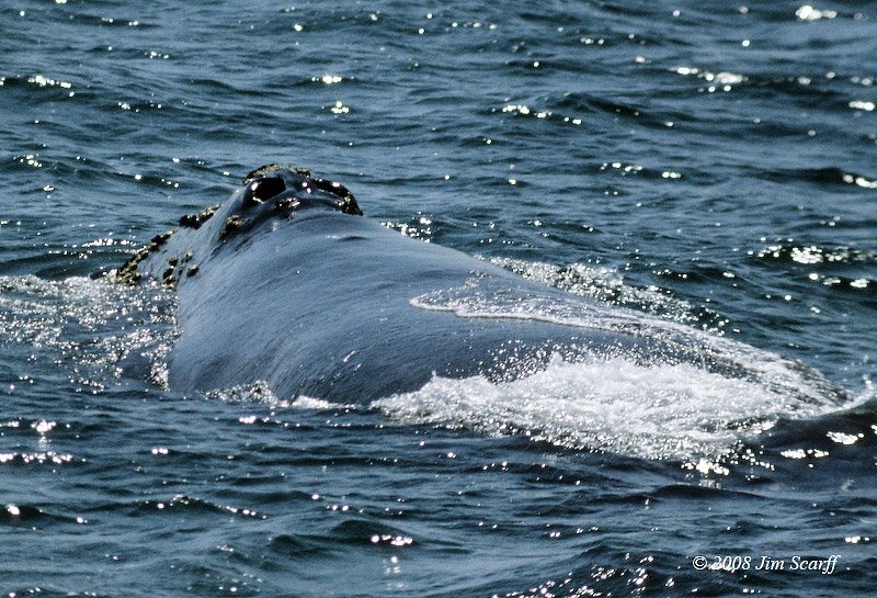 Whale Migrations: Highways of the Sea (image credits: wikimedia)