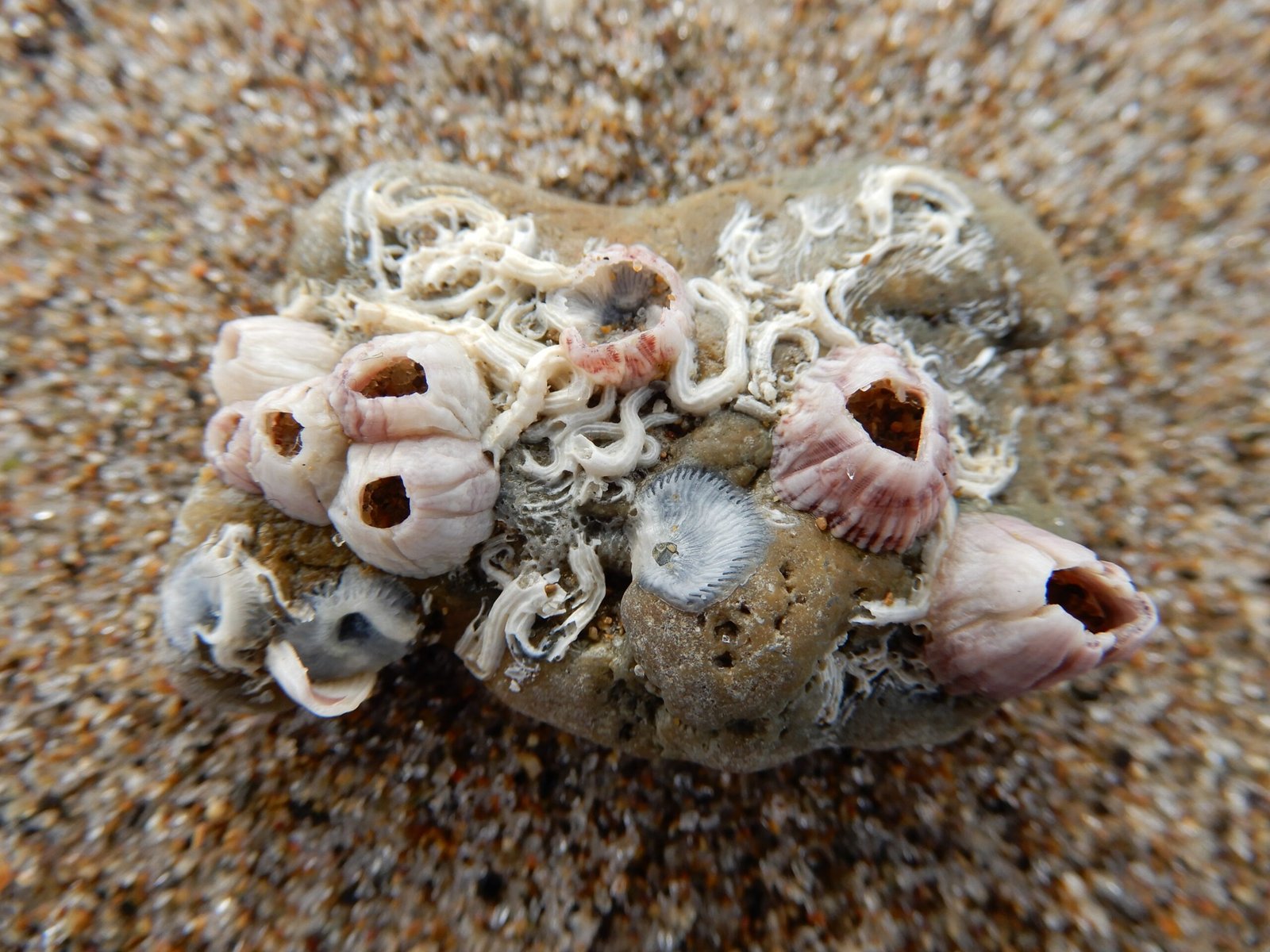 Barnacles and the Study of Marine Pollution (image credits: wikimedia)