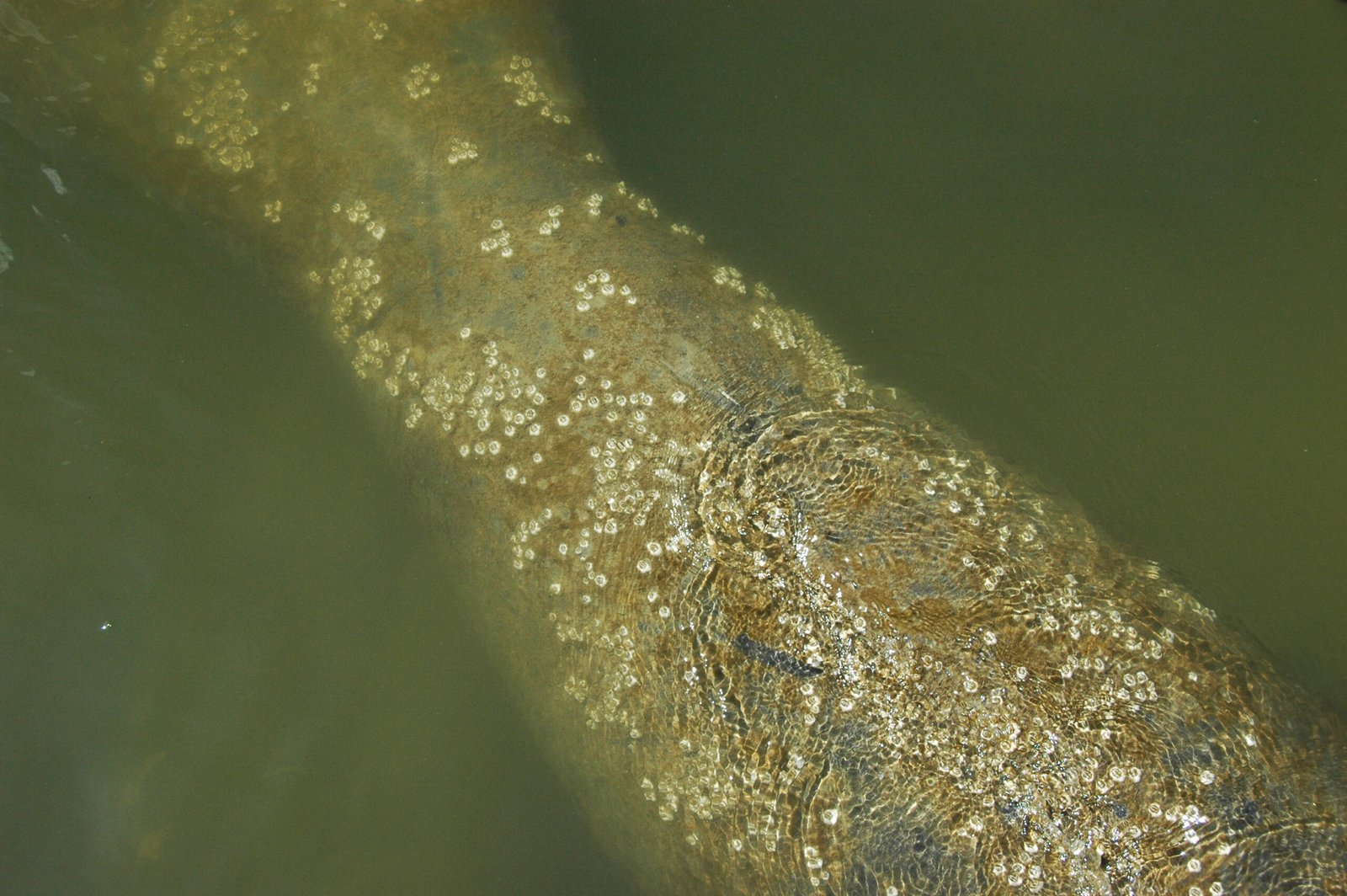 Why Barnacles Matter More Than You Think (image credits: wikimedia)