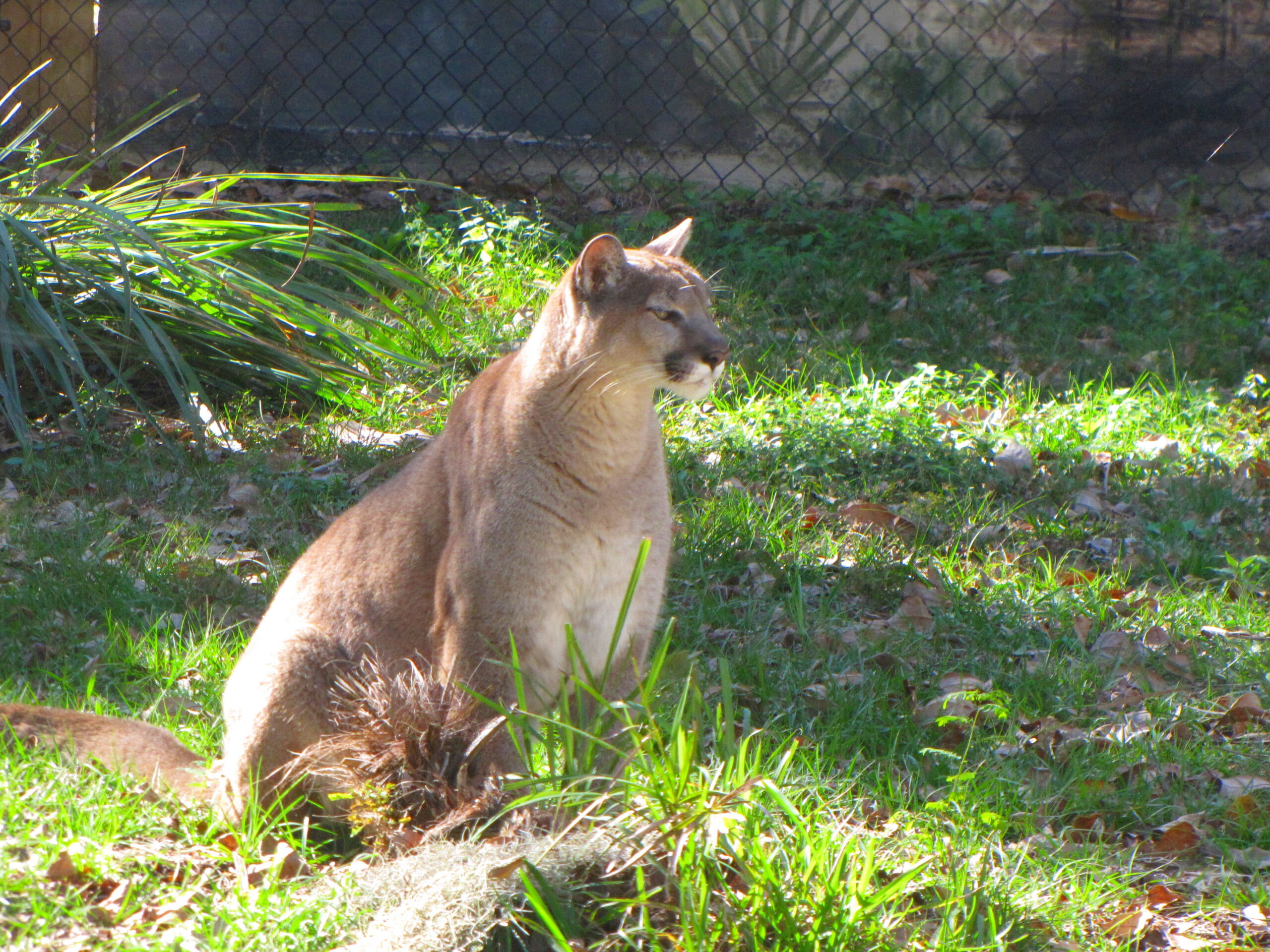 A Glimpse Into the Panther’s Secret World (image credits: wikimedia)