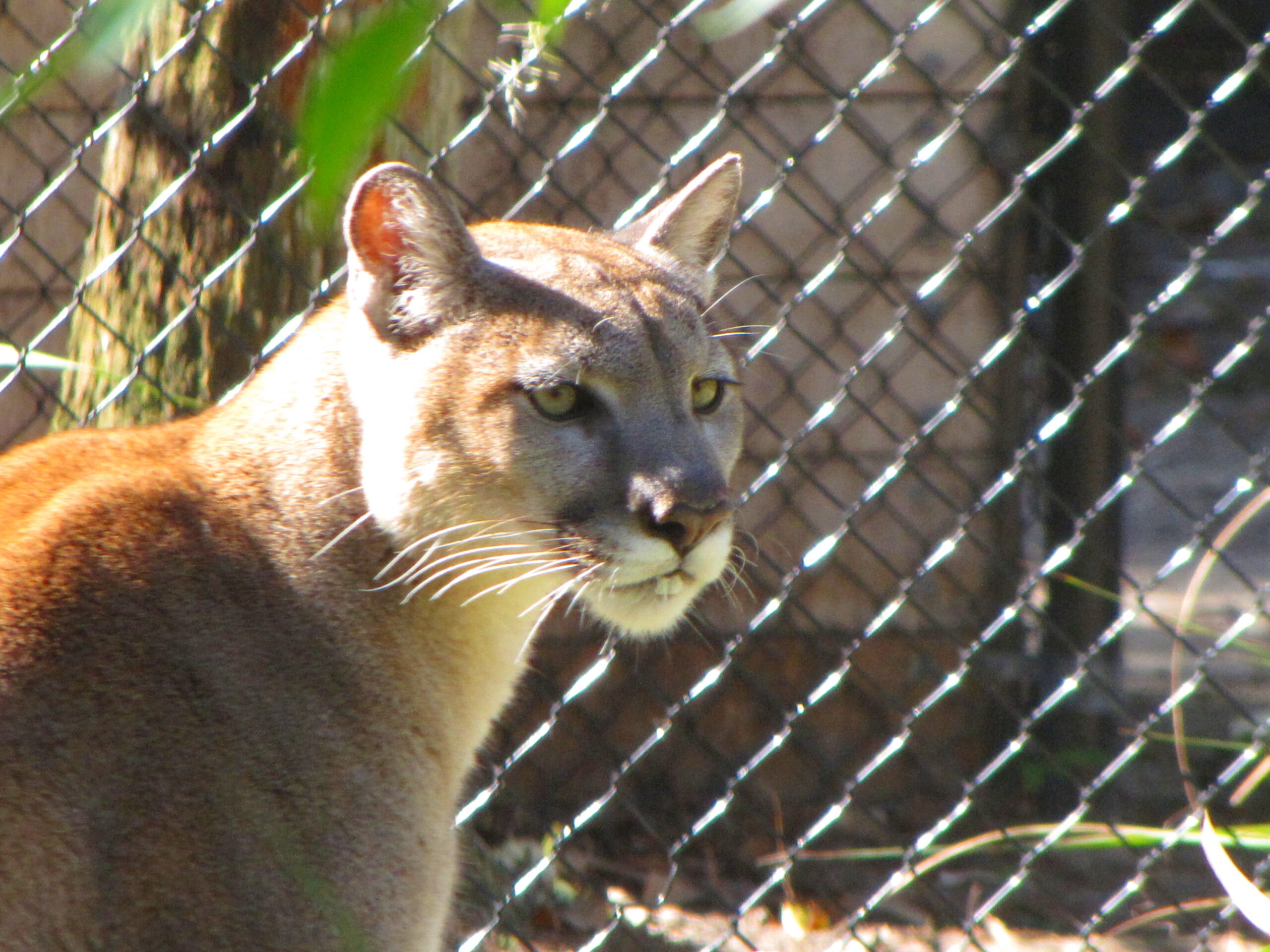 America’s Forgotten Big Cat (image credits: wikimedia)