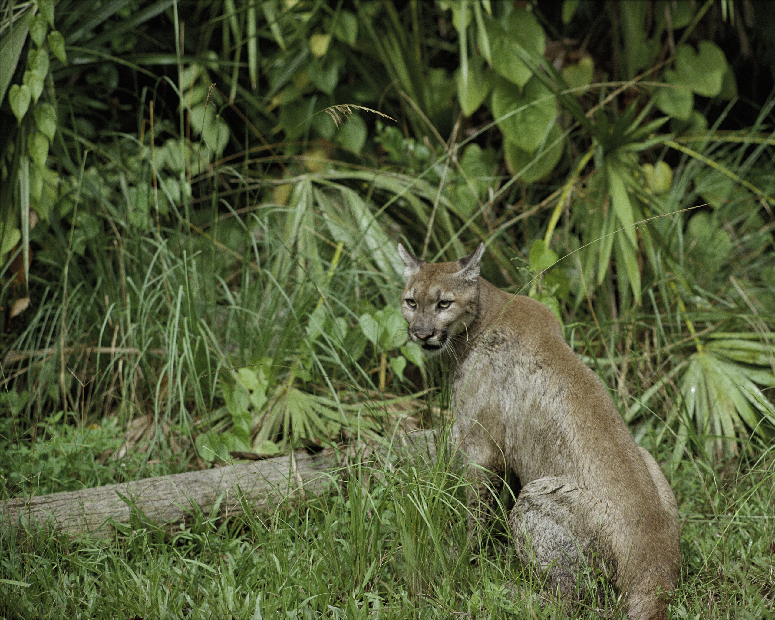 A Cat With Many Names (image credits: wikimedia)