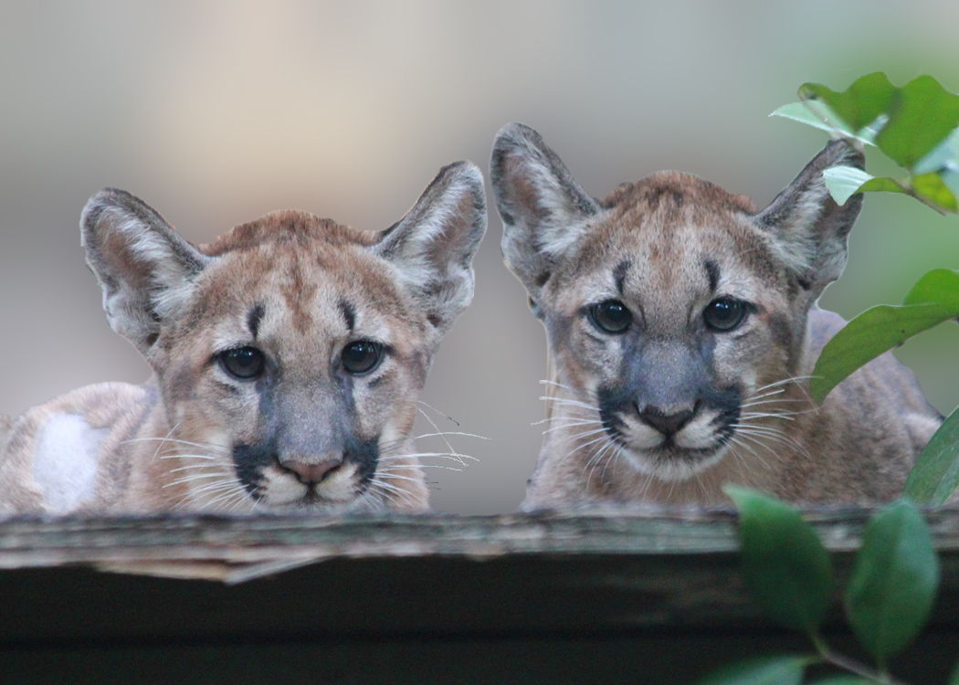 The Panther’s Unique Appearance (image credits: wikimedia)