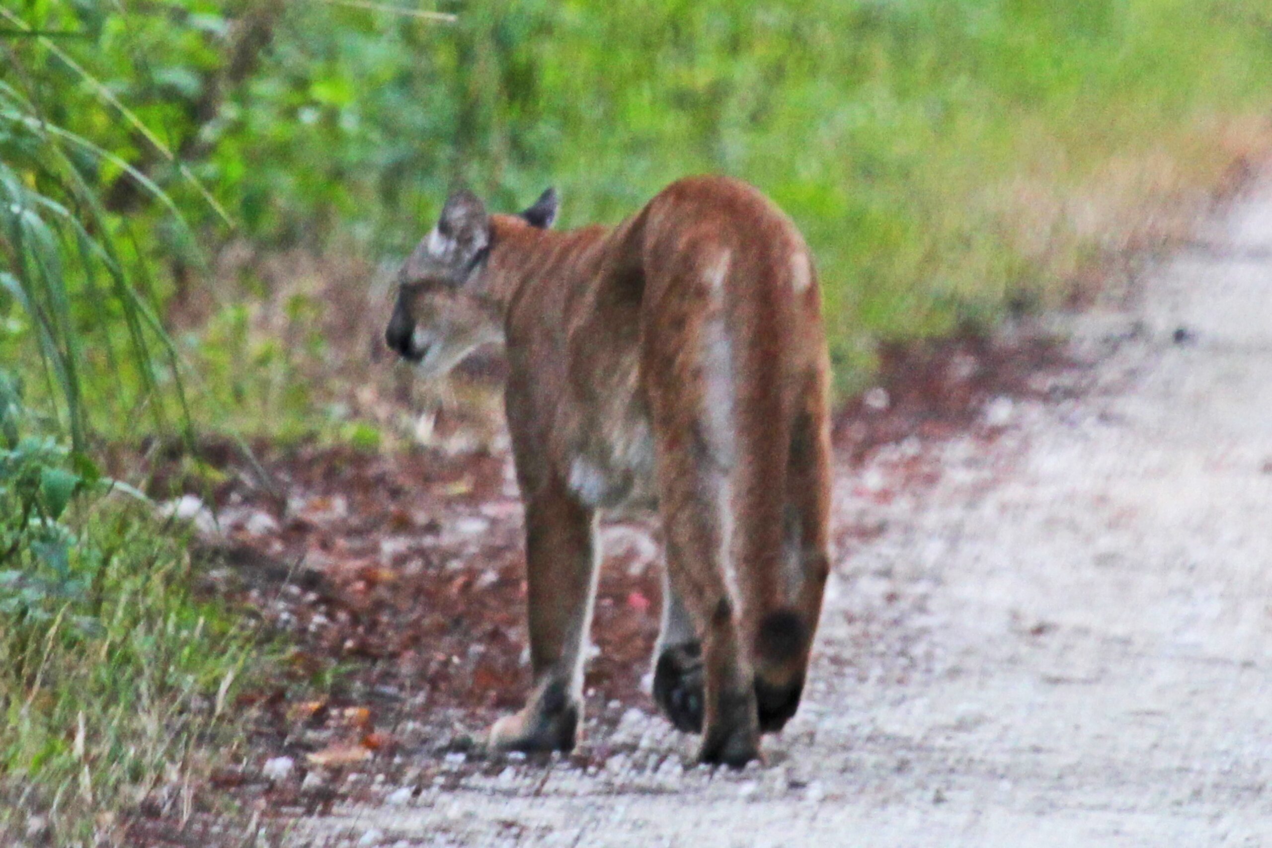 The Panther’s Prey and Hunting Style (image credits: wikimedia)