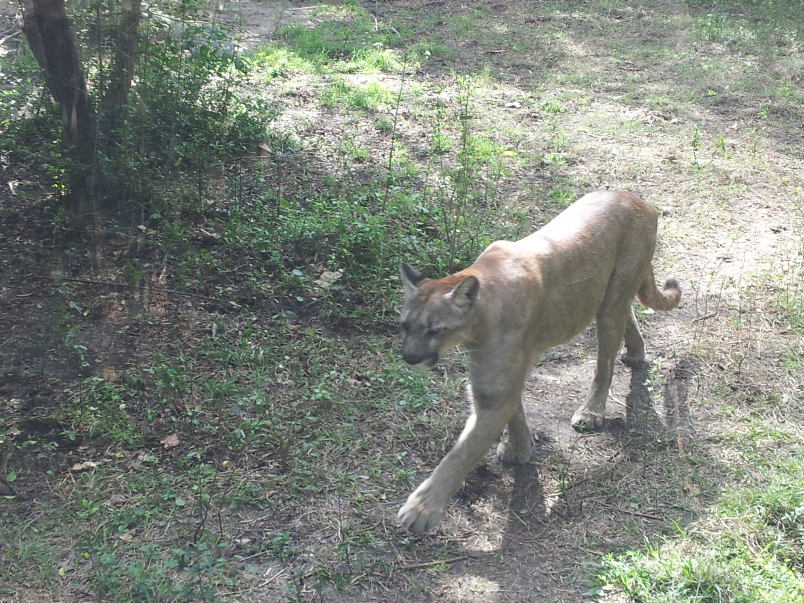 The Role of the Panther in the Ecosystem (image credits: wikimedia)