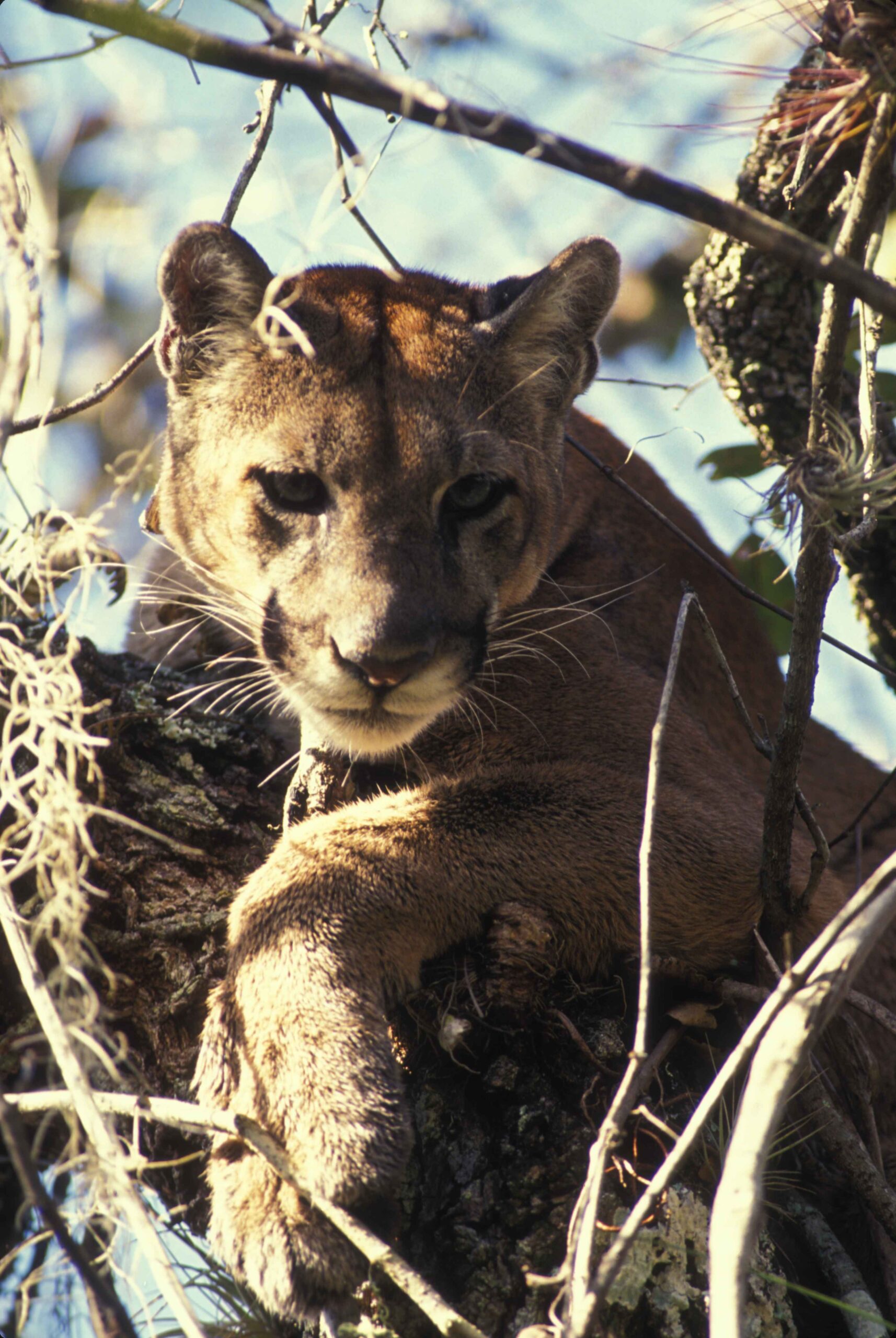 The Highway Trap: Roads as the Panther’s Biggest Danger (image credits: wikimedia)