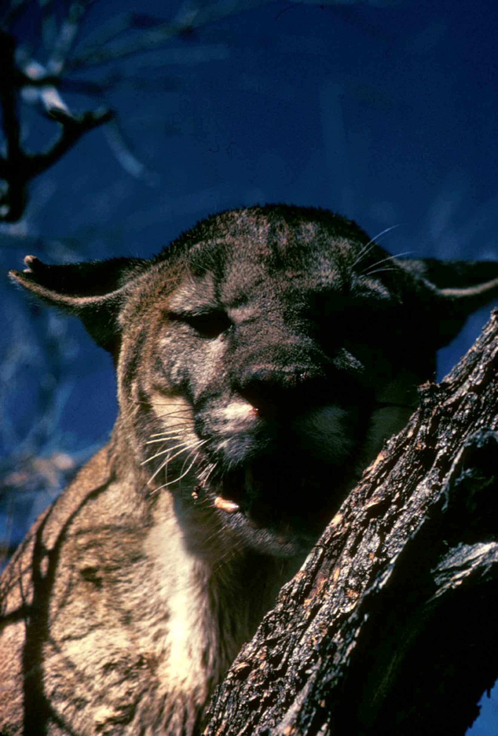 How Roads Fragment Panther Territory (image credits: wikimedia)