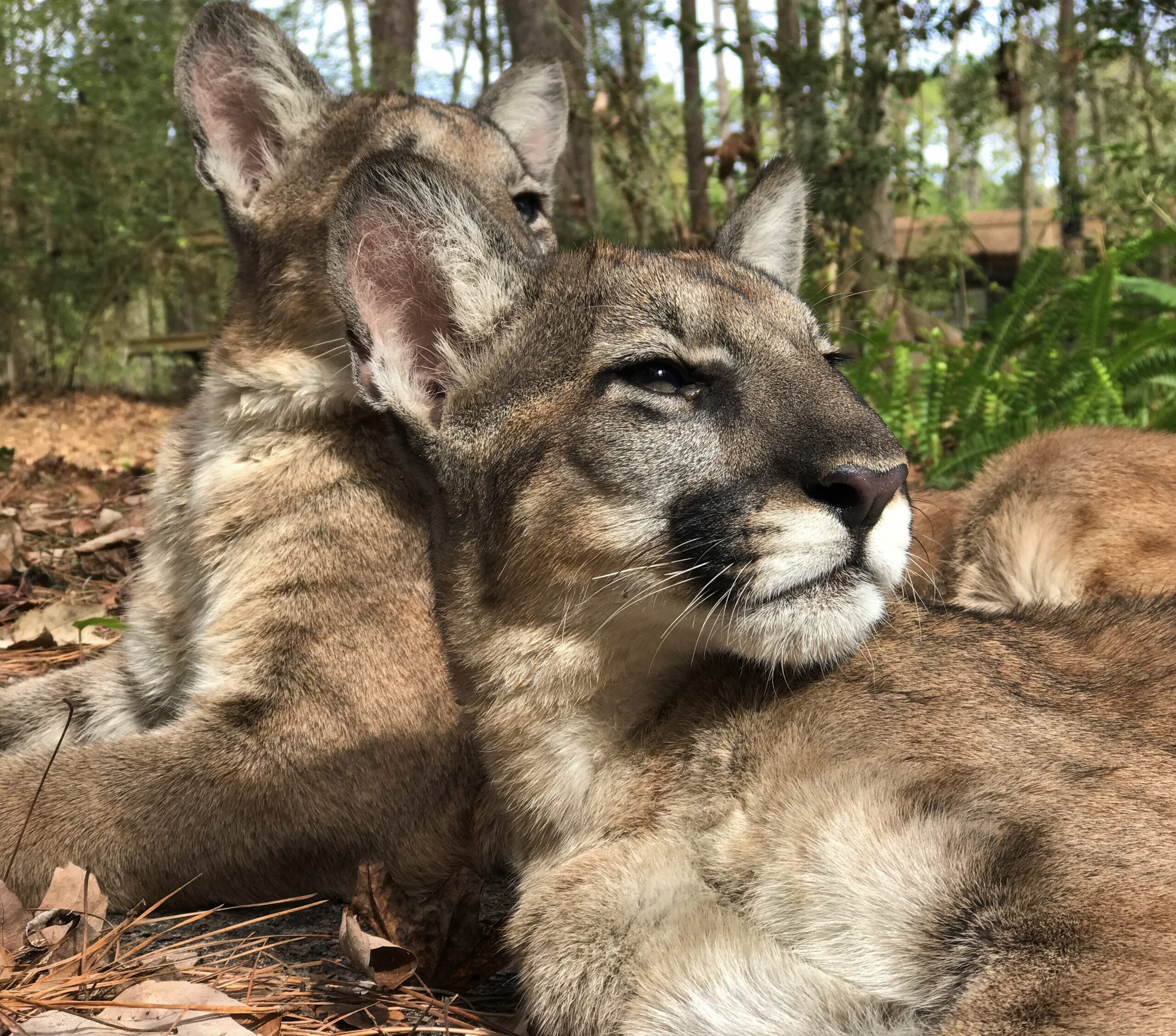 Panther Kittens: Born Survivors (image credits: wikimedia)