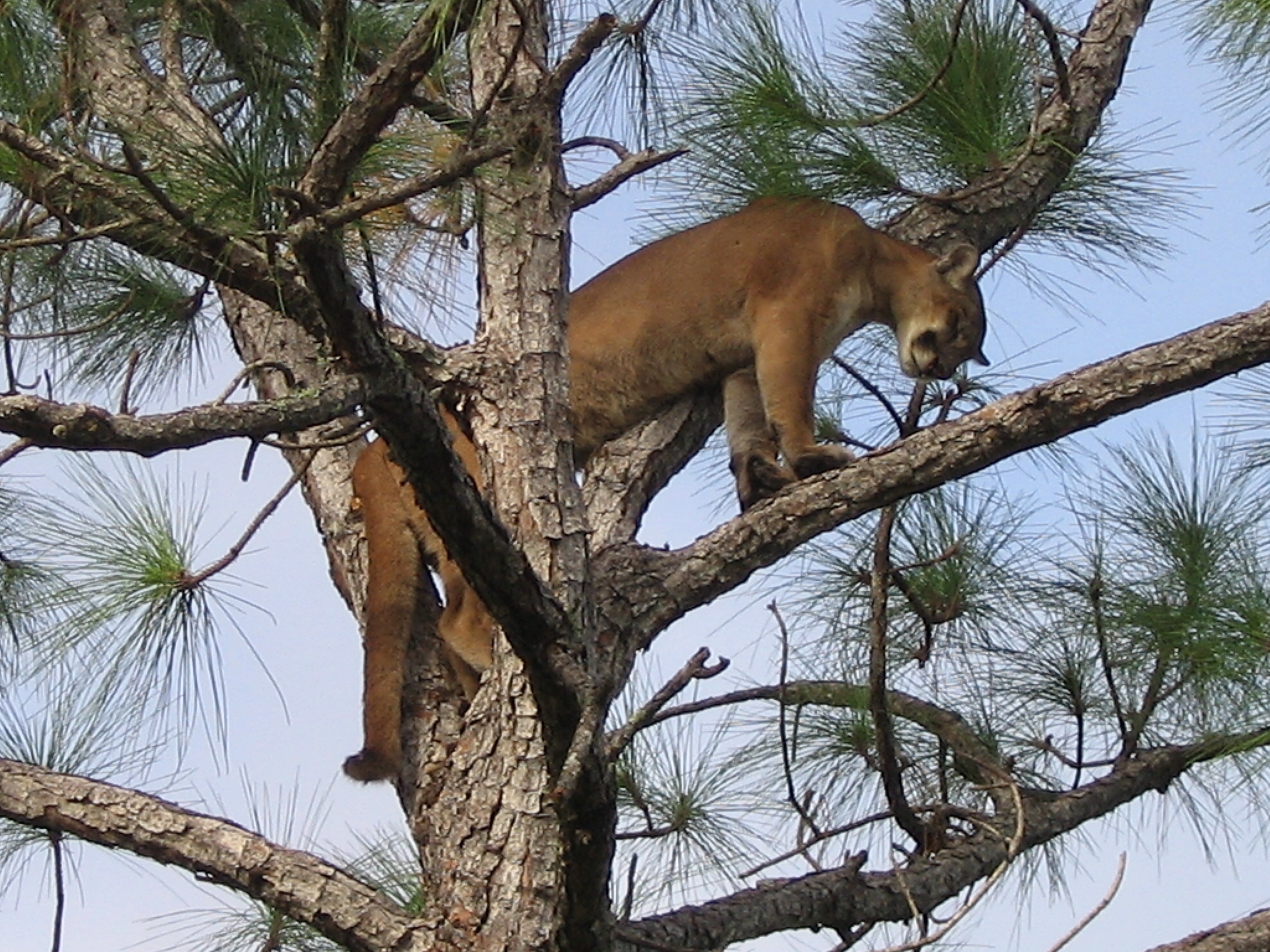 Panther Protection Laws and Efforts (image credits: wikimedia)