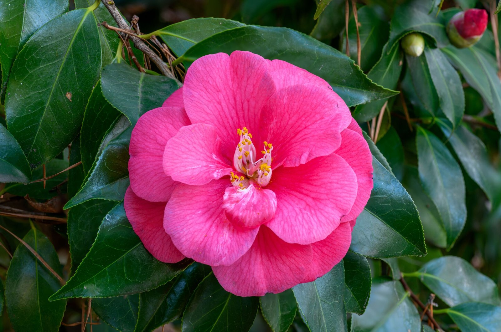 The Family Tree: Camellia’s Hidden Branches (image credits: wikimedia)