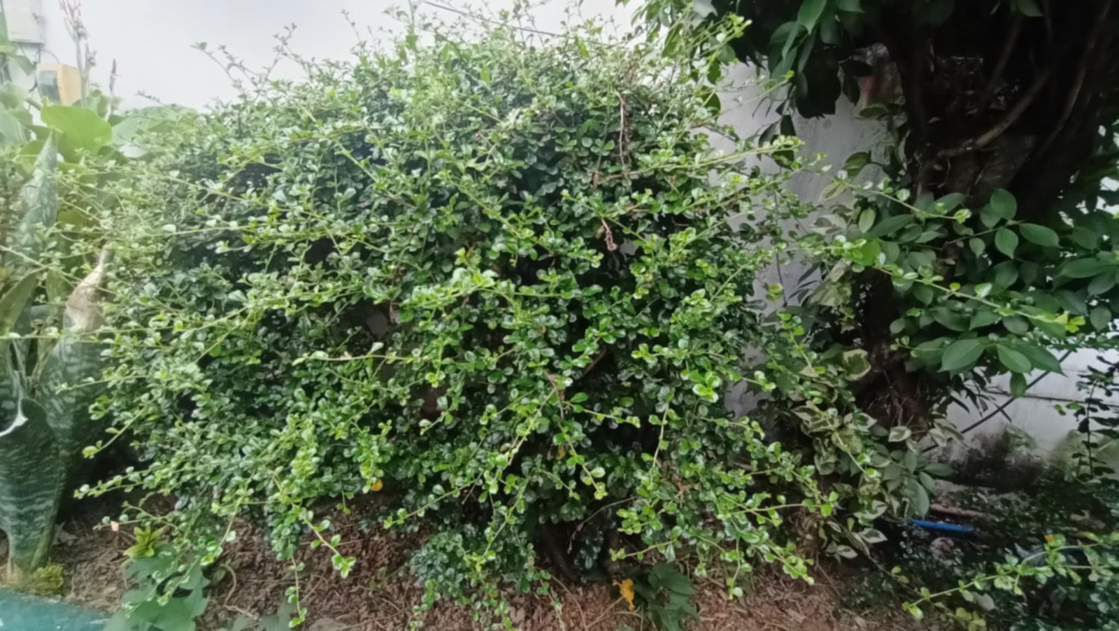 Camellia taliensis: The Ancient Survivor (image credits: wikimedia)