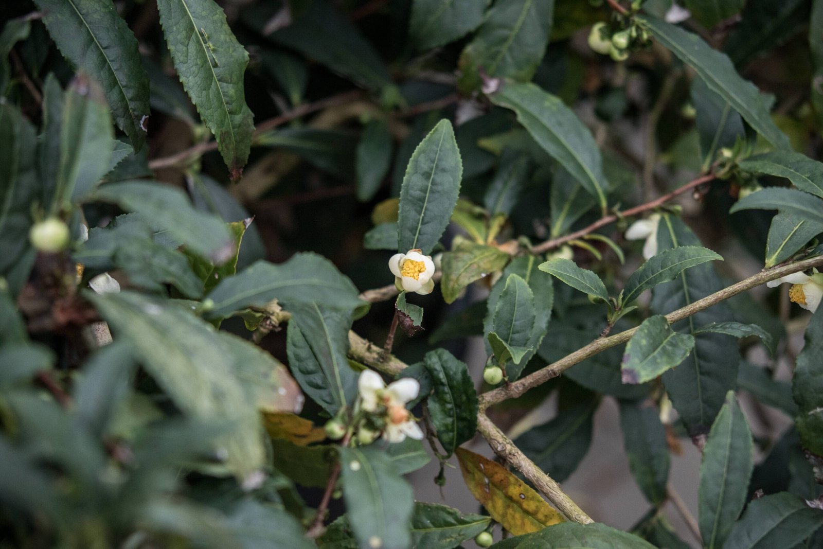 Camellia assamica: The Giant of the Jungle (image credits: wikimedia)