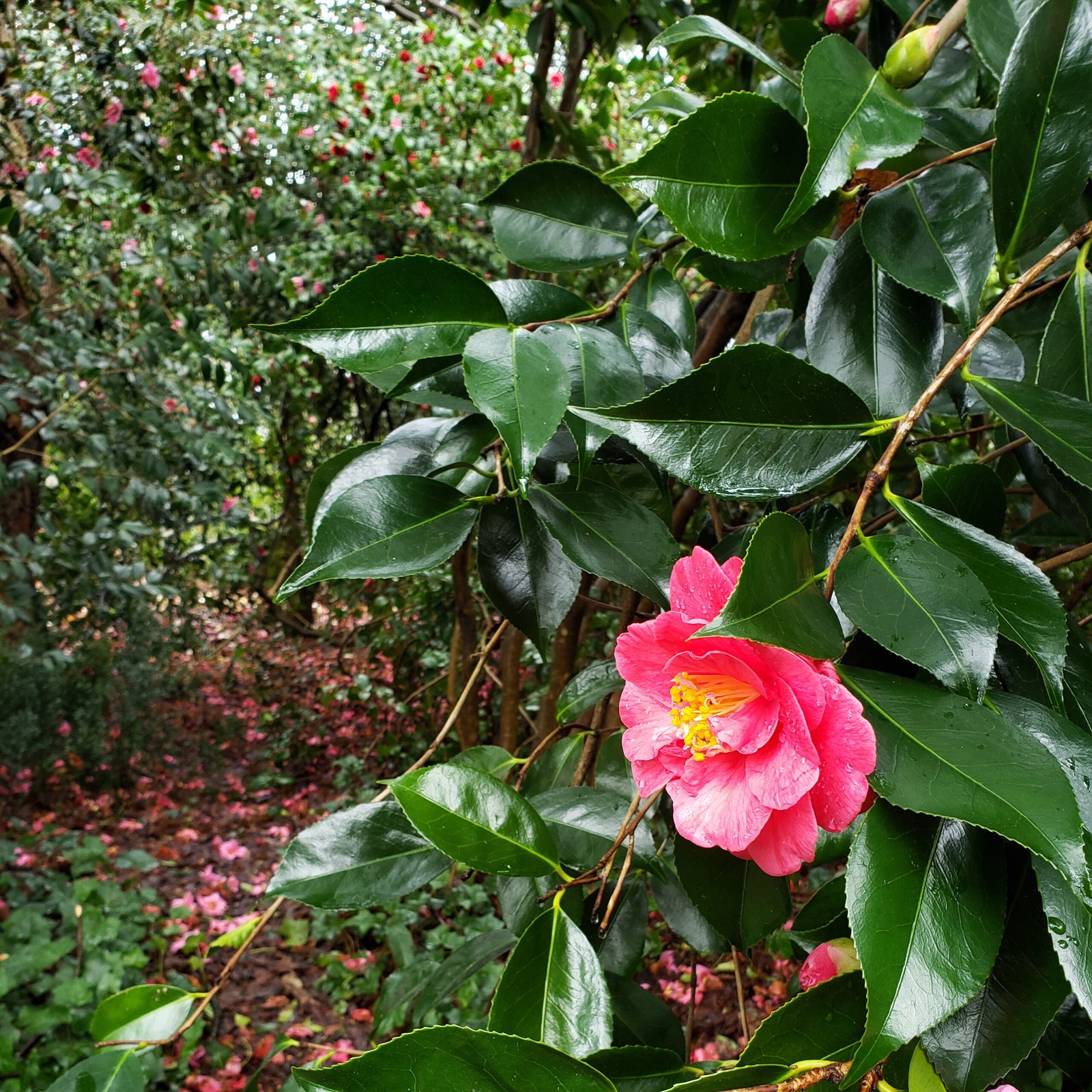 Camellia japonica: The Ornamental Cousin (image credits: wikimedia)