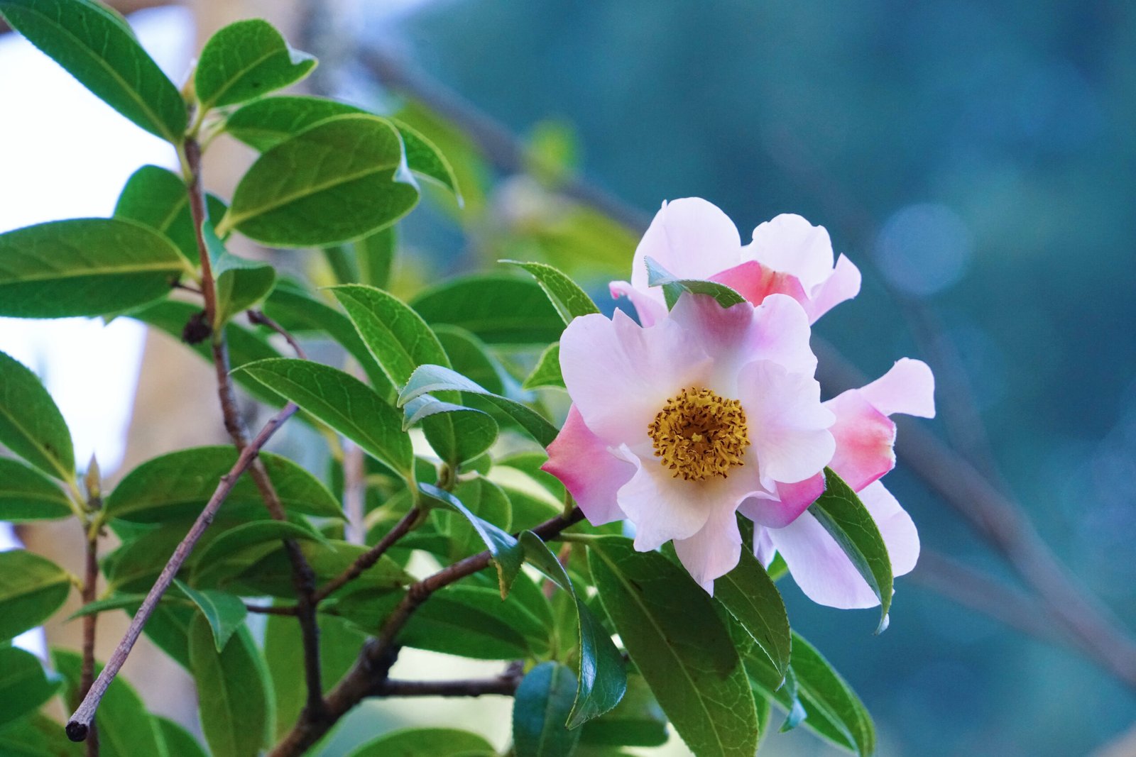 Camellia reticulata: The Blossom of Legends (image credits: wikimedia)