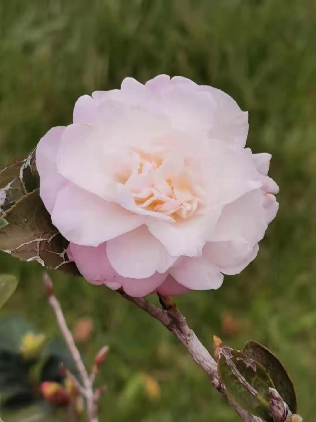 Camellia sasanqua: The Winter Bloomer (image credits: wikimedia)