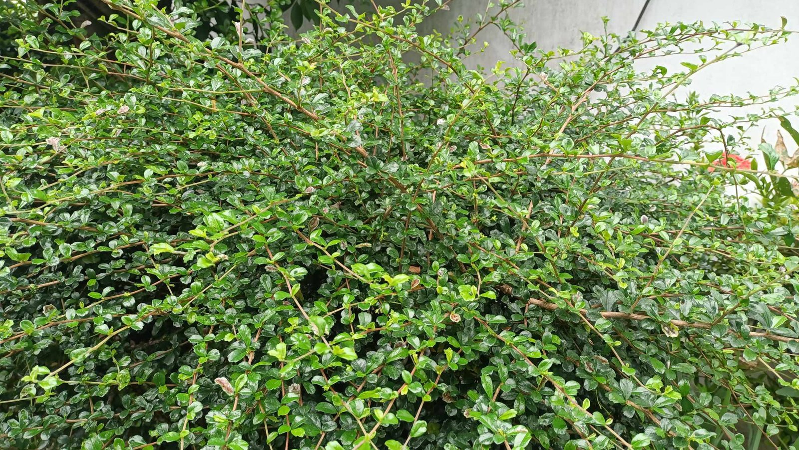 The Role of Wild Relatives in Disease Resistance (image credits: wikimedia)