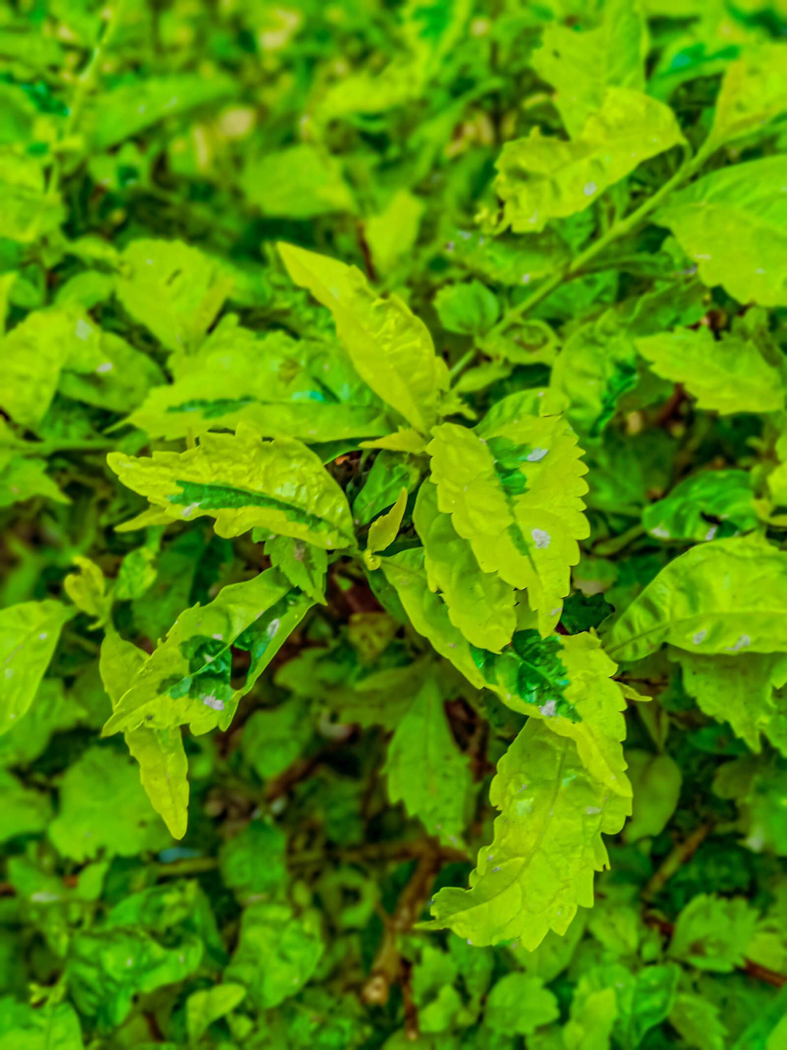 The Hidden World of Wild Tea Flavors (image credits: wikimedia)