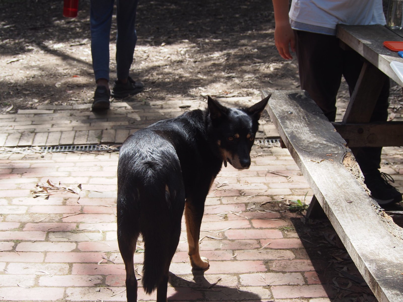 Turning Away: The Polite Canine “No, Thanks” (image credits: wikimedia)